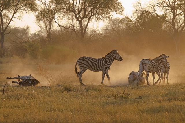 233 Linyanti, zebra's.jpg